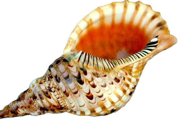 TRITONE CHARONIA VARIEGATUS 11" - 28cm 