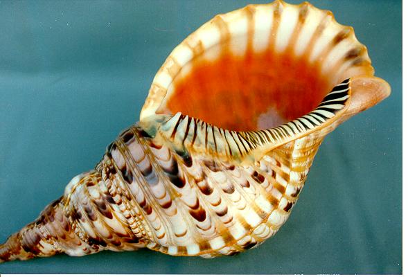 TRITONE CHARONIA VARIEGATUS 12" - 30cm 