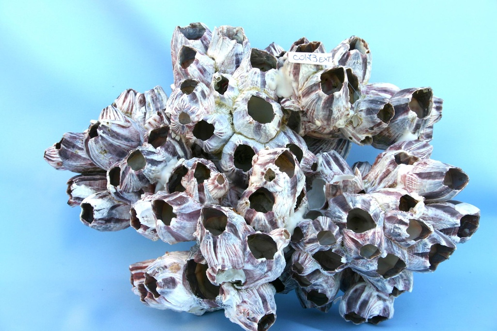 BARNACLE GIG CM.28x14 10 UP 