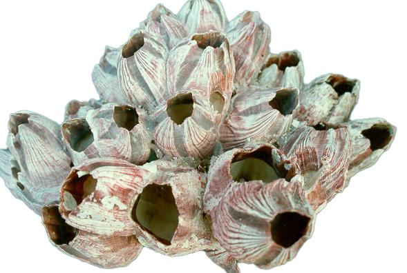 BARNACLE GRA CM.24x12  7-9" 