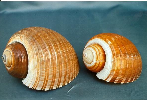 TONNA CEPA 4-5" CM.10-13 