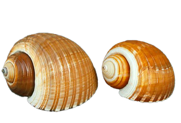TONNA CEPA 7-8" CM.19-20 