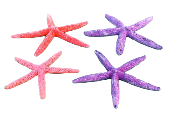 STELLE MARINE COLORATE PUNTE FINE PIC 5-6  CM 12-14