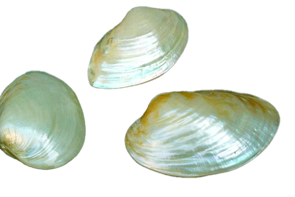 BROWN OYSTER POLISHED 5 UP CM 15*8.5 