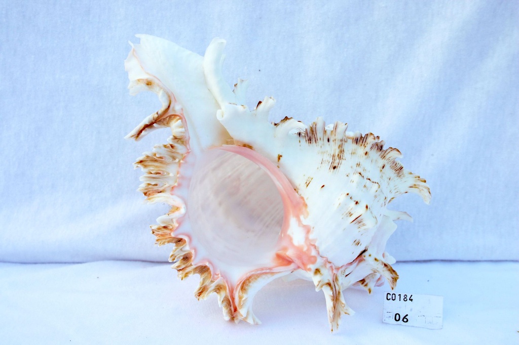 MUREX RAMOSUS MEDIA 4-5" 