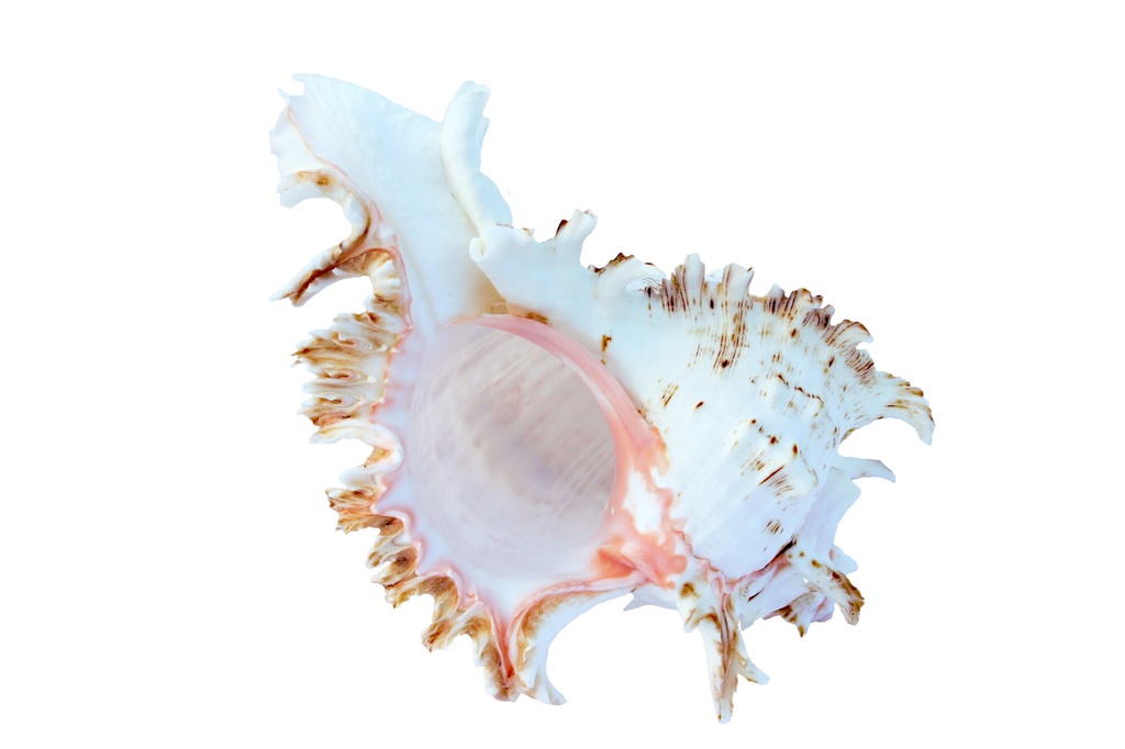 MUREX RAMOSUS GRANDE 5-6" 