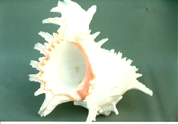 MUREX MULTIRAMOSUS 9 UP 2ND QUALITY 