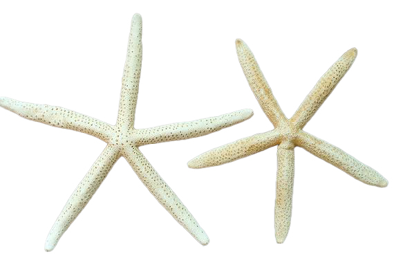 STELLA MARINA PUNTE FINE NAT.GRA DIAM CM 20-23 8-9"