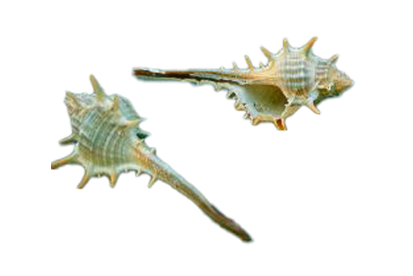 MUREX TERNISPINA CM 8-9 