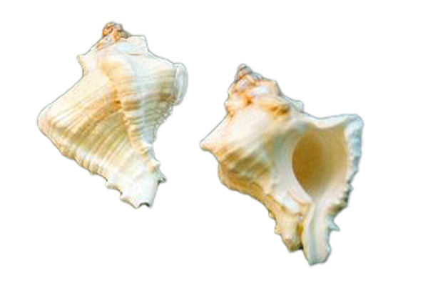 MUREX VIRGINEUS CM 7-8 