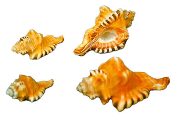 CYMATIUM PERRY MEDIO  CM 9 