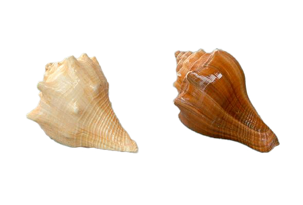 HEMIFUSUS CONCHILIDUM MEDIOCM 7.5-8.5 