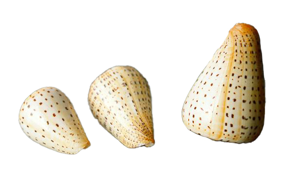 CONUS BETULINUS GRANDE 