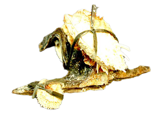 MALLEUS CON SPONDILUS BARBATUS CM 14-20 