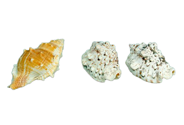 STROMBUS LENTIGGINOSUS CM 6-7 