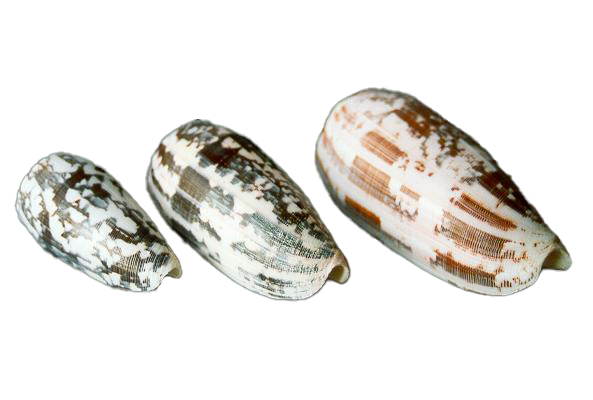 CONUS STRIATUS MEDIO 2,5-3" CM 7-8 
