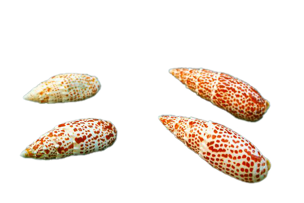 MITRA PAPALIS GRANDE 4"-5" CM 10 