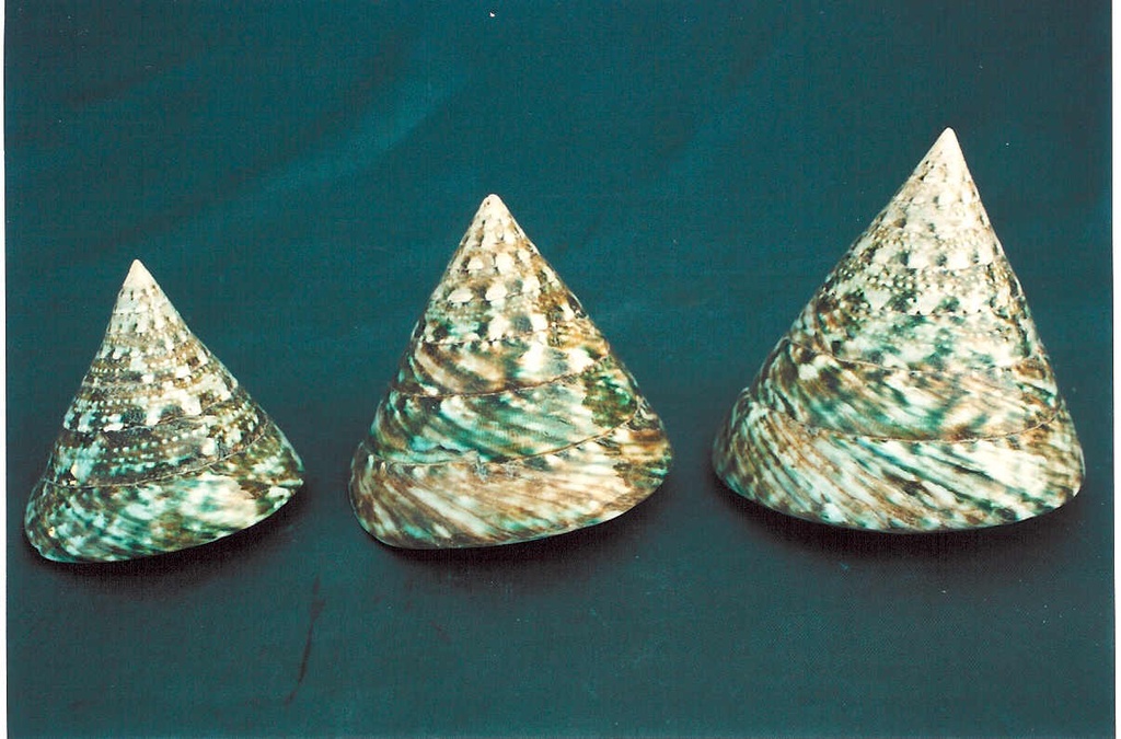 TROCAS NATURALE VERDE GRA CM 8.5 -9