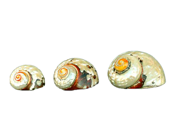 TURBO SARMATICUS GRANDE 3" 08-09cm 