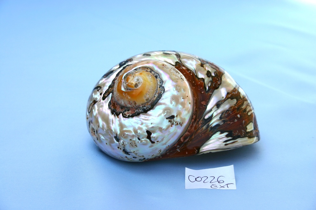 TURBO SARMATICUS GRANDE 3" 08-09cm 2Q 