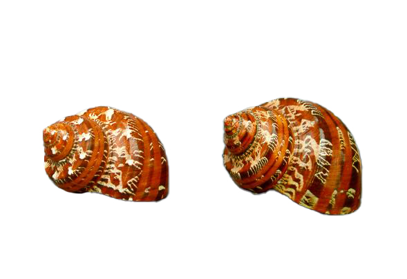 TURBO PETHOLATUS MARRONE GRANDE 2.5 UP CM 6 