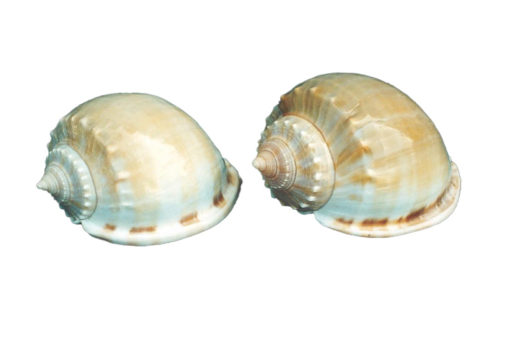 PHALIUM GLAUCUM MEDIA CM.10 