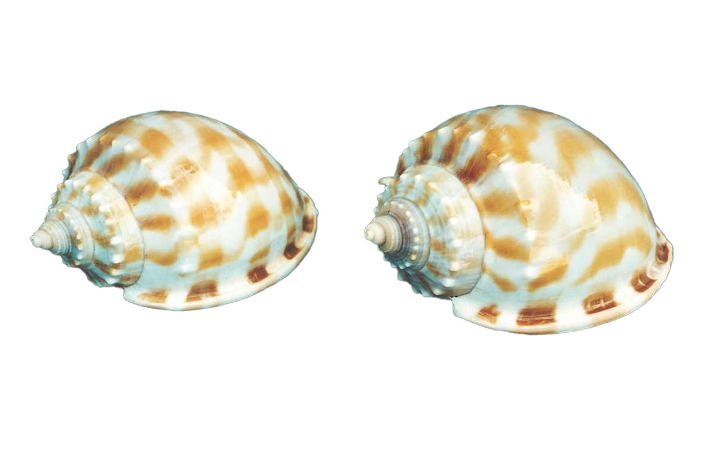 CASSIS BANDATUM MEDIA CM.9,5 