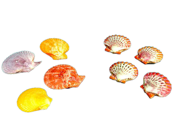 PECTEN PHALIUM LUCIDO ACCOPPIATO DIAM CM 5 