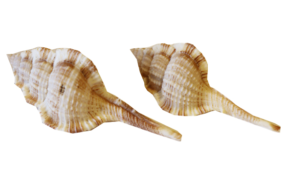 MUREX SERRATOSPINOSUS 3-4" CM 8-10 
