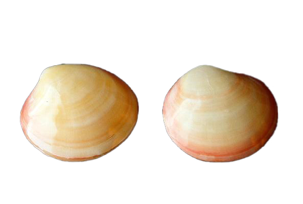 CODACKIA TIGERINA ACCOPPIATA LUCIDA DIAM CM 8-10