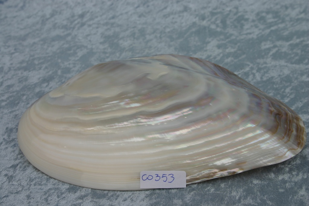 PINK CLAM SINGOLA 7 UP  CM 18.5-19 