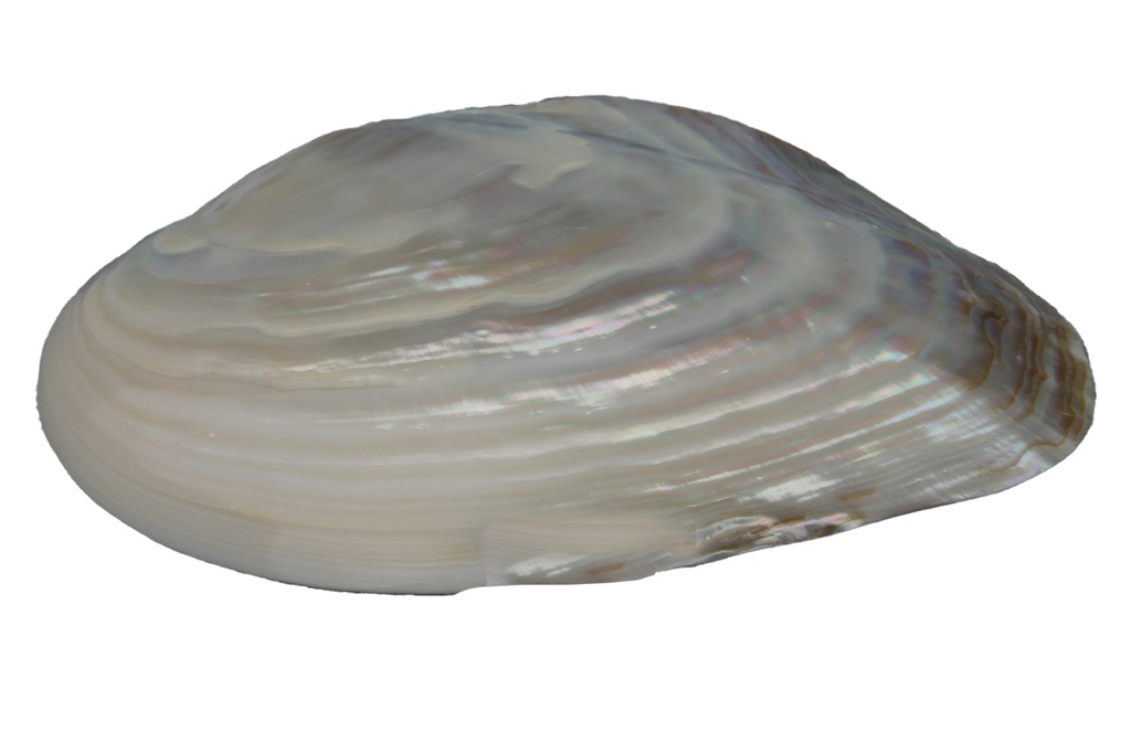 PINK CLAM SINGOLA 8 UP CM 21-22 