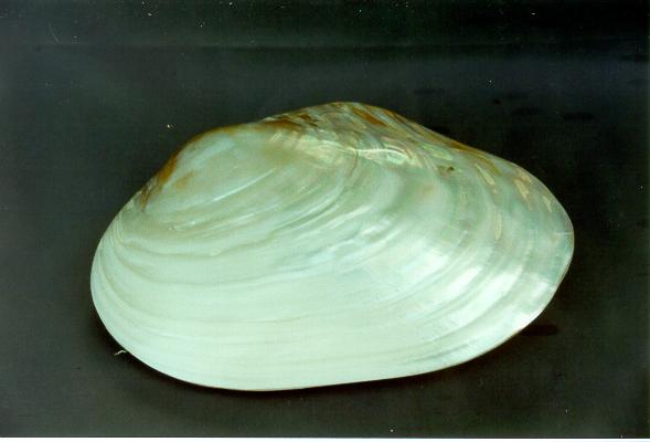 PINK CLAM APPAIATA 8 UP CM 20.5 