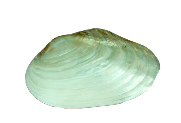 PINK CLAM APPAIATA 9 UP CM 23 