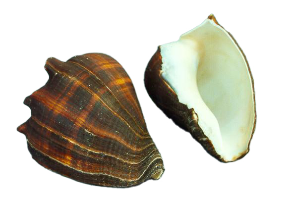 MELONGENA PATULA PICCOLA CM 8.5 