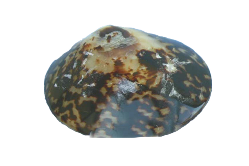 LIMPET SHELL LUCIDA SINGOLA 