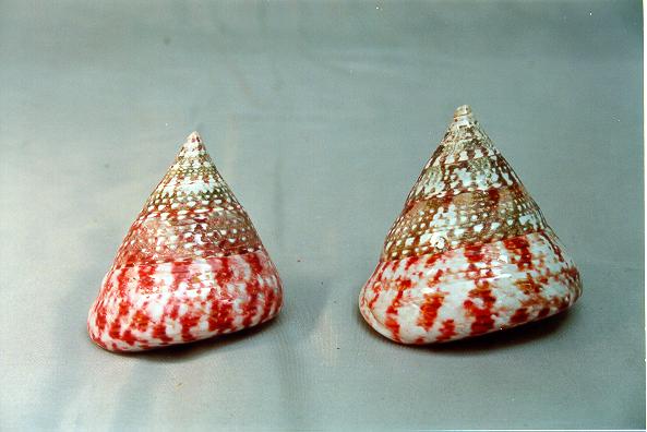 TROCAS NATURALE ROSSO LUCIDO MED 2" UP H CM 5-6