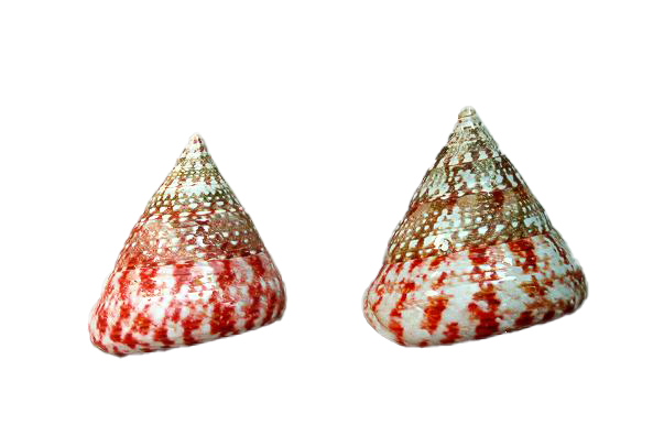 TROCAS NATURALE ROSSO LUCIDO MED 2" UP H CM 5-6