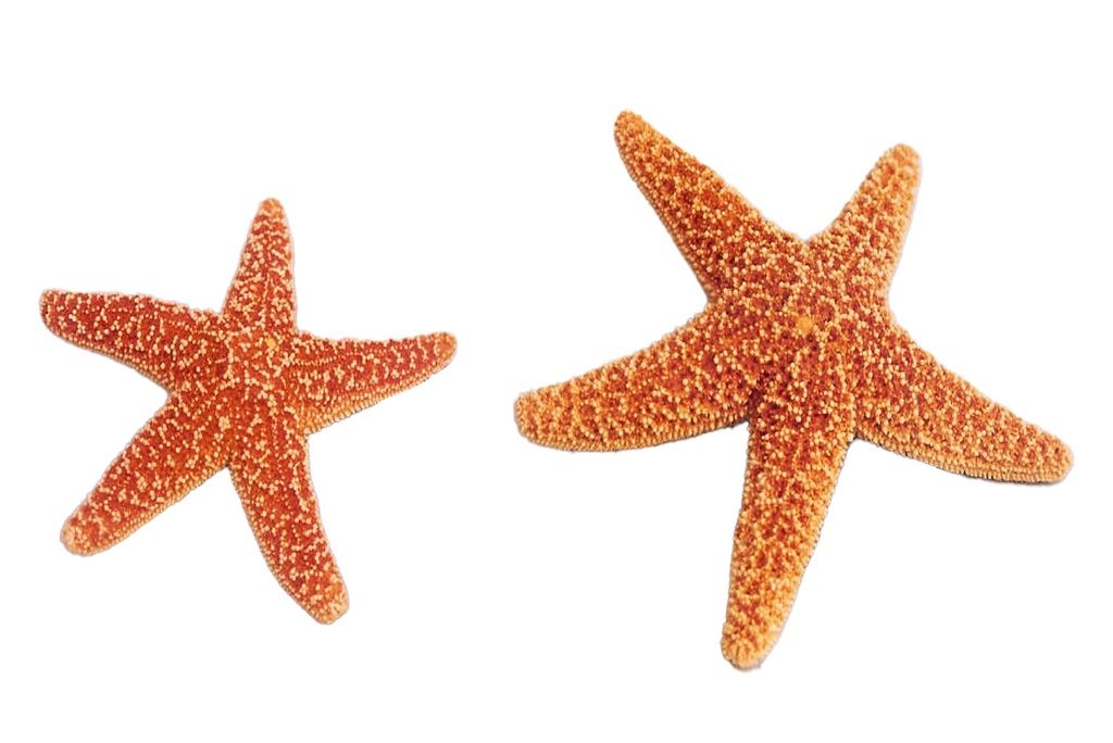 STELLE SUGAR MEDIE 11-13cm
