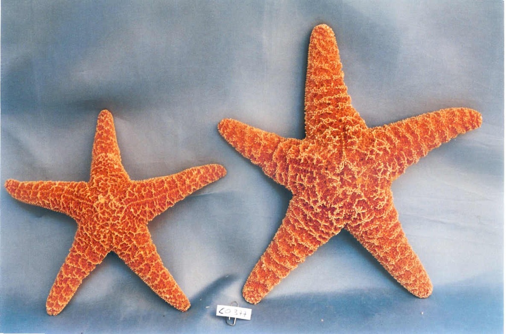 STELLE SUGAR MINI 5-7cm