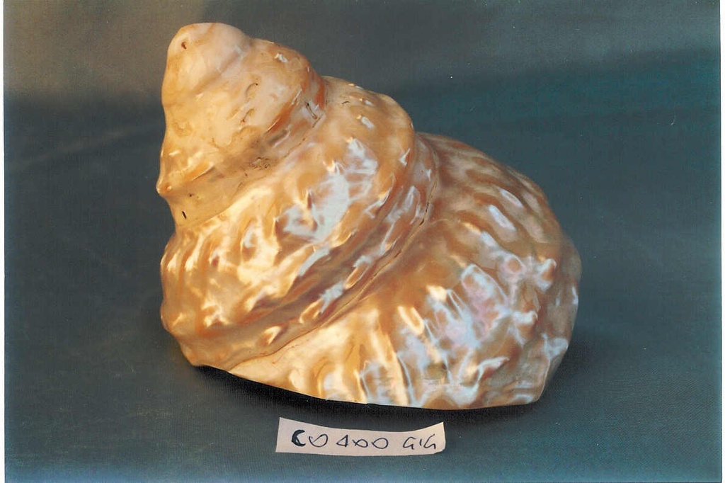 ASTREA UNDOSA MADREPERLA EXTRA 11-12cm 