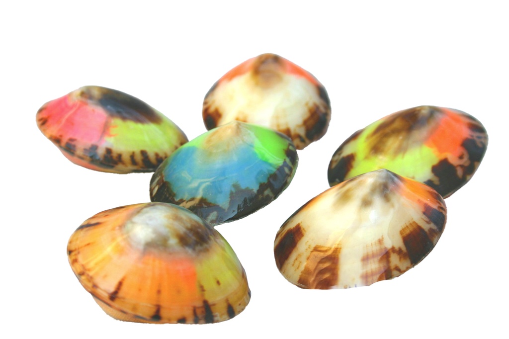 LIMPET SHELL DOPPIA COLORATA 2.5 UP CM 5-5.5 