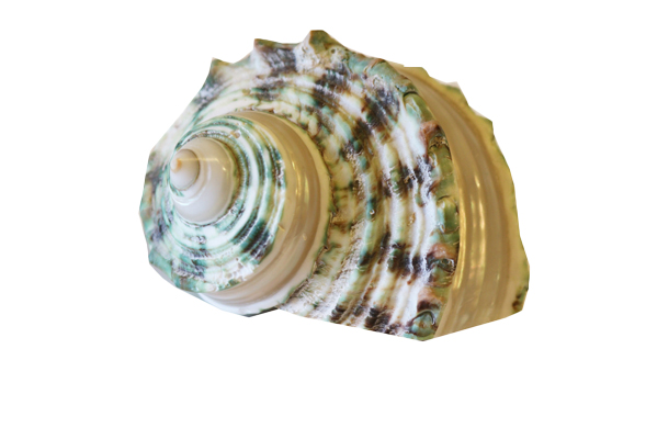 TURBO PRICKLE VERDE STRIATO 3" UP DIAM CM 7 