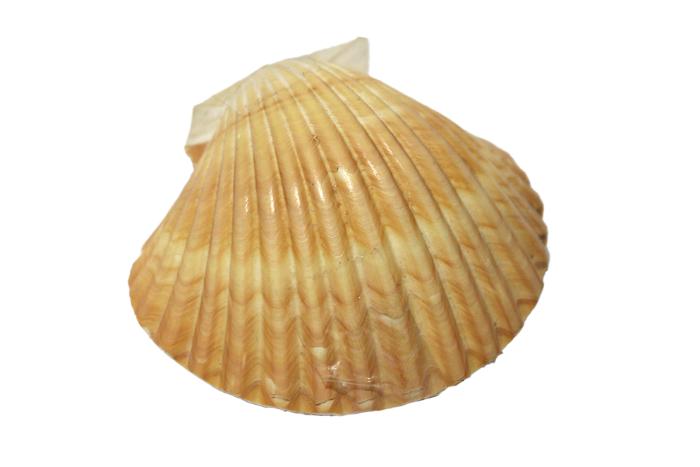 PECTEN MESSICANO APPAIATO 2,5" UP CM 7 