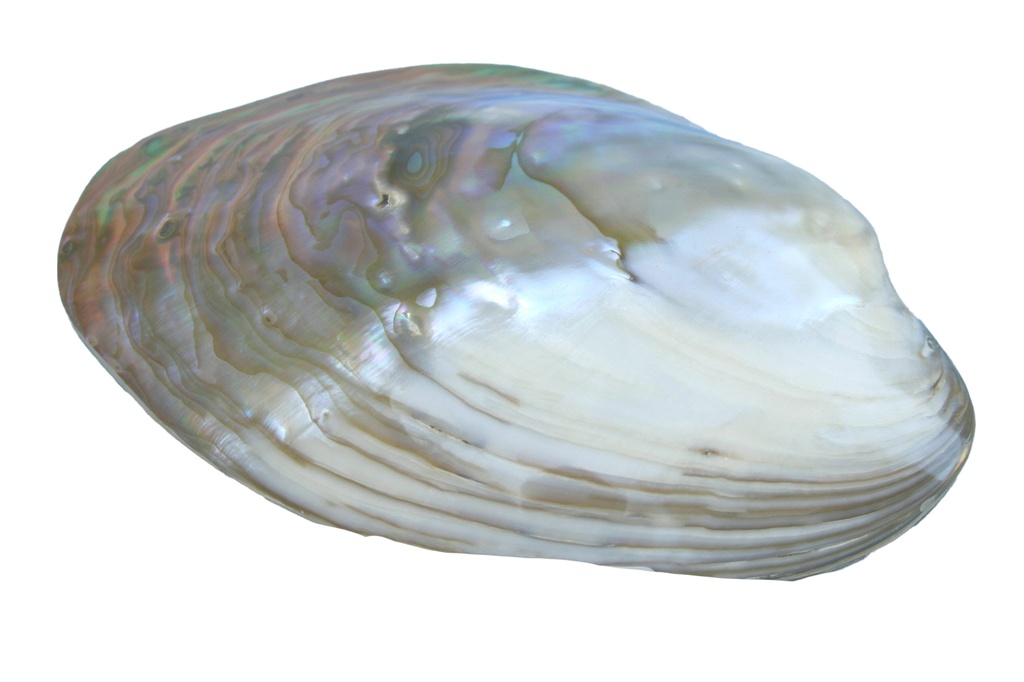 PURPLE MUSSEL PAIR 06 UP 