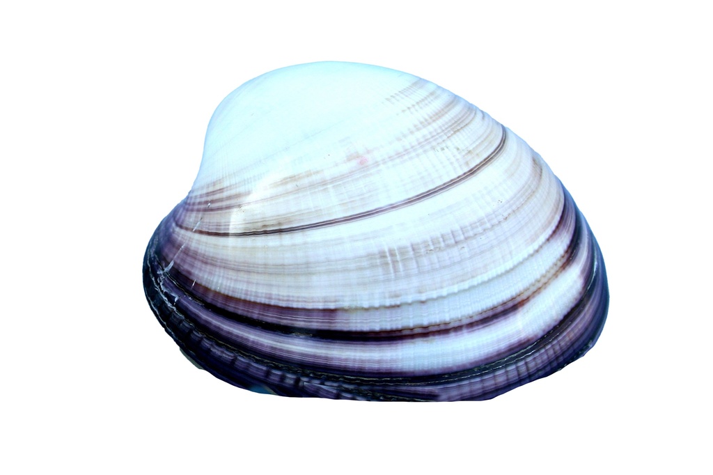MAXIMA CLAM POLISHED DIAM CM 10 