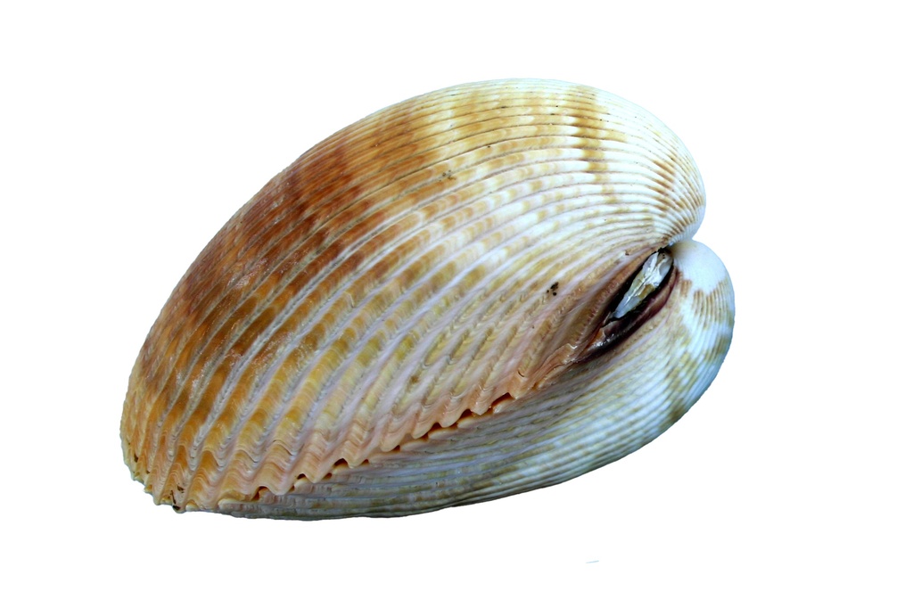 CARDIUM ENODE CM 11*9 