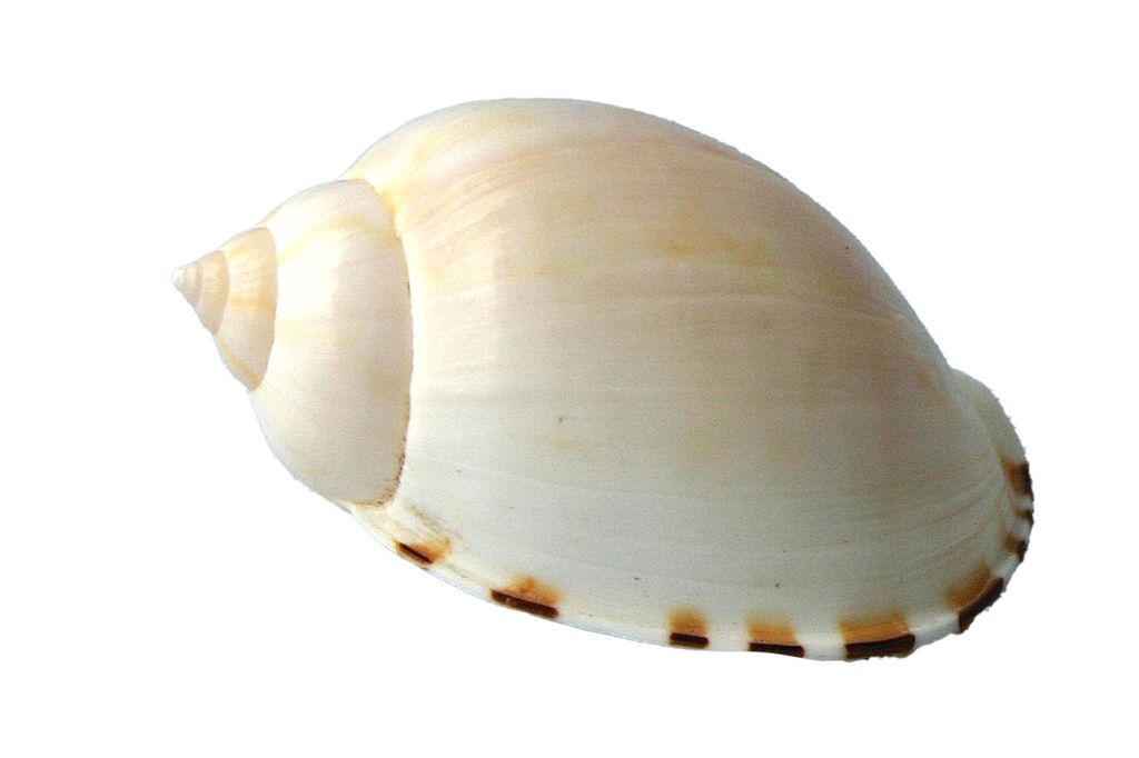 CASSIS VIBEX 2 BELOW CM 5 