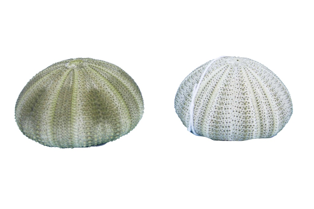 RICCIO MARINO VERDE 