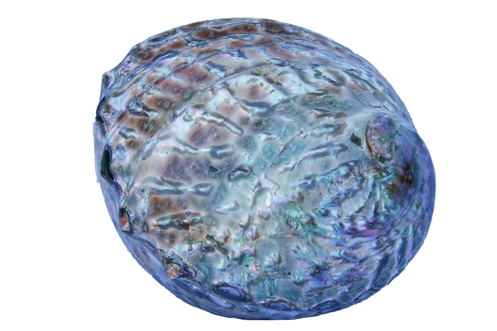 HALIOTIS CORRUGATA POLISHED 5" UP CM 13 